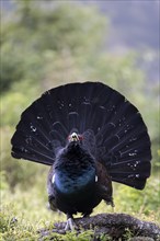 Western capercaillie (Tetrao Urogallus) mating in Pinzgau, Austria, Europe