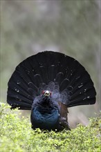 Capercaillie (Tetrao Turogallus) mating in Pinzgau, Austria, Europe