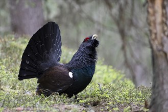 Western capercaillie (Tetrao Urogallus) mating in Pinzgau, Austria, Europe