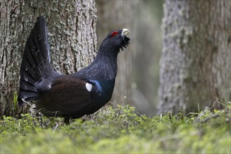 Western capercaillie (Tetrao Urogallus) mating in Pinzgau, Austria, Europe