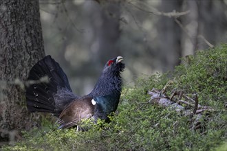 Western capercaillie (Tetrao Urogallus) mating in Pinzgau, Austria, Europe