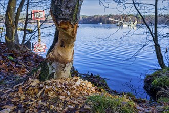 Beaver barrel on the Dahme, Gruenau, Berlin, Germany, Europe