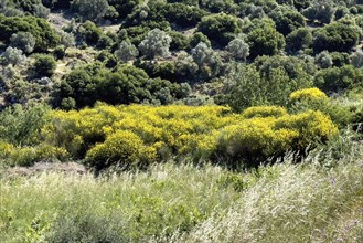 Landscape in mountains near south of village Fourfouras with typical vegetation in the foreground