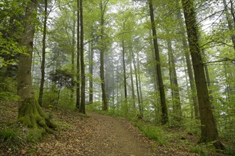 Forest path, mixed forest on Blauen mountain, Badenweiler, Black Forest, Baden-Wuerttemberg,