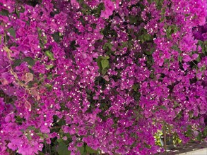 Many flowers in magenta colour on large shrub of Bougainvillea (Bougainvillea glabra) triplet