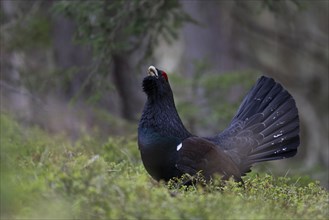 Western capercaillie (Tetrao Urogallus) mating in Pinzgau, Austria, Europe