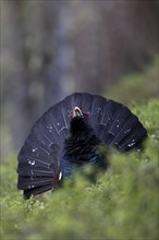 Western capercaillie (Tetrao Urogallus) mating in Pinzgau, Austria, Europe