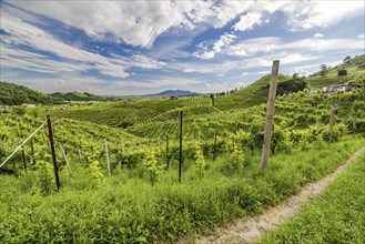 World Heritage Site, landscape, wine tour, wine press, wine-growing area, region, Prosecco, grape