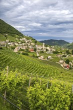 World Heritage Site, landscape, wine tour, wine presses, wine-growing area, region, Prosecco,