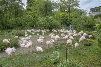 Flamingos, Zoo, Binningerstrasse, Basel, Switzerland, Europe