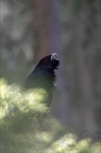 Western capercaillie (Tetrao Urogallus) mating in Pinzgau, Austria, Europe