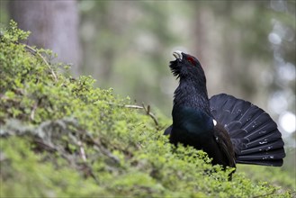 Western capercaillie (Tetrao Urogallus) mating in Pinzgau, Austria, Europe