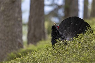 Western capercaillie (Tetrao Urogallus) mating in Pinzgau, Austria, Europe