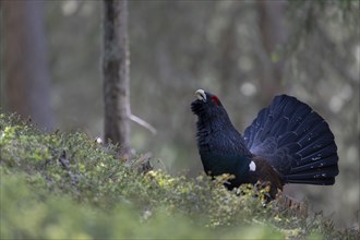 Western capercaillie (Tetrao Urogallus) mating in Pinzgau, Austria, Europe