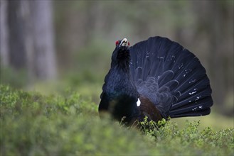 Western capercaillie (Tetrao Urogallus) mating in Pinzgau, Austria, Europe