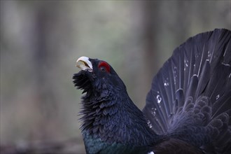 Western capercaillie (Tetrao Urogallus) mating in Pinzgau, Austria, Europe