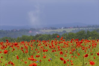 Poppy flowers in a field at the Gamig estate in Saxon Switzerland, Poppy field, Gamig, Saxony,