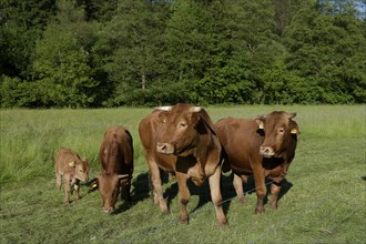 Limpurger cattle, agriculture, livestock, May, Swabian-Franconian Forest nature park Park,