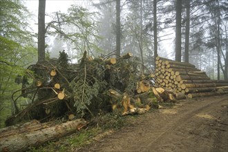 Logged wood, felled trees, pile, forest on Blauen mountain, Badenweiler, Black Forest,