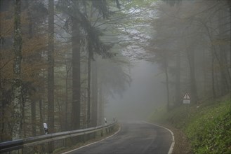 Fog, low visibility, road, forest on Blauen mountain, Badenweiler, Black Forest,