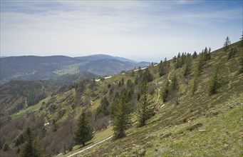 Forest border, trees, Belchen, Black Forest, Baden-Wuerttemberg, Germany, Europe