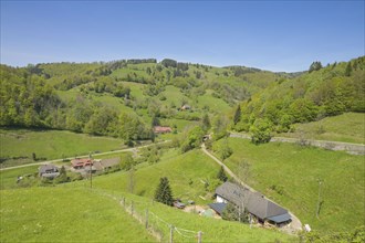 Meadows, Farms, Upper Muenstertal, Black Forest, Baden-Wuerttemberg, Germany, Europe