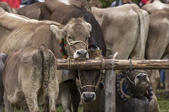 Tethered cows waiting for their owner after the cattle drive, Bad Hindelang, Allgaeu, Bavaria,
