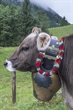 Cow with jewellery bells for the cattle drive, cattle seperation, gabled house, Bad Hindelang,