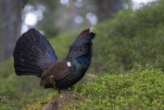 Western capercaillie (Tetrao Urogallus) mating in Pinzgau, Austria, Europe