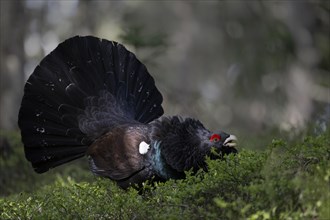 Western capercaillie (Tetrao Urogallus) mating in Pinzgau, Austria, Europe