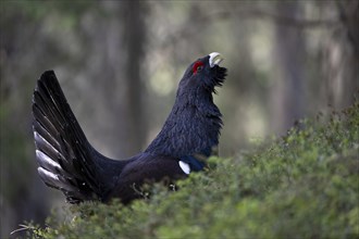 Western capercaillie (Tetrao Urogallus) mating in Pinzgau, Austria, Europe