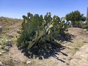Large cactus (Opuntia) ear cactus with fruits and yellow flowers, Crete, Greece, Europe