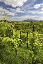 Landscape, World Heritage Site, wine tour, wine presses, wine-growing area, region, Prosecco,