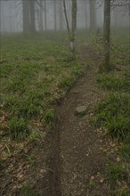 Tracks of mountain bikers, forest on Blauen mountain, Badenweiler, Black Forest,