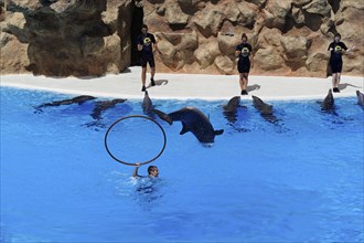 Loro Parque, Puerto de la Cruz, Santa Cruz de Tenerife, Tenerife, Canary Islands, Spain, Europe, A