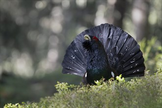 Western capercaillie (Tetrao Urogallus) mating in Pinzgau, Austria, Europe