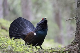 Western capercaillie (Tetrao Urogallus) mating in Pinzgau, Austria, Europe