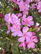 Close-up of flowers of pink oleander (Nerium oleander), Crete, Greece, Europe