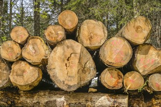 Felled conifers, pile of wood, Belchen, Black Forest, Baden-Wuerttemberg, Germany, Europe