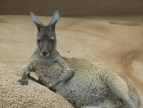 Kangaroo, Zoo, Binningerstrasse, Basel, Switzerland, Europe