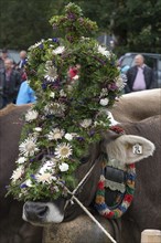 Decorated cow for the cattle seperation, Bad Hindelang, Allgaeu, Bavaria, Germany, Europe