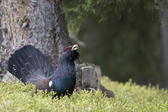 Western capercaillie (Tetrao Urogallus) mating in Pinzgau, Austria, Europe