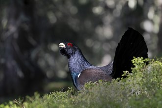 Western capercaillie (Tetrao Urogallus) mating in Pinzgau, Austria, Europe