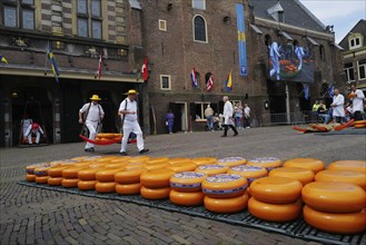 Cheese bearers carry a heavy load of cheese at the Friday market., Alkmaar, Netherlands