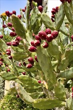 Close-up of cactus pear (Opuntia ficus-indica) Opuntia bears many shoots of red fruit, Crete,