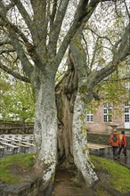Beech tree on the terrace, Hohenburg Monastery, Odilienberg, Alsace, France, Europe