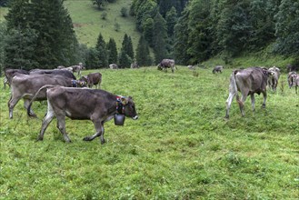 Cows with jewellery bells in a meadow in front of the cattle drive, cattle seperation, gabled