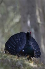 Western capercaillie (Tetrao Urogallus) mating in Pinzgau, Austria, Europe