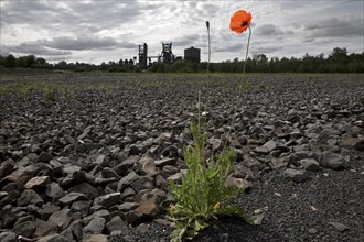 Poppy blossom on the bleak Hympendahl slag heap with the disused Phoenix-West blast furnace works,