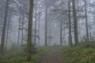 Forest path, dense fog, forest on Blauen mountain, Badenweiler, Black Forest, Baden-Wuerttemberg,